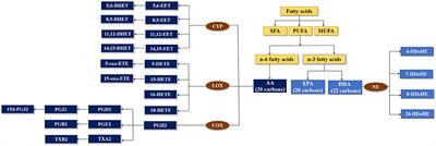 Increased Epoxyeicosatrienoic Acids and Hydroxyeicosatetraenoic Acids After Treatment of Iodide Intake Adjustment and 1,25-Dihydroxy-Vitamin D3 Supplementation in High Iodide Intake–Induced Hypothyroid Offspring Rats